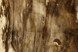 Polished, Petrified Wood (Metasequoia) Stand Up - Oregon #263512-1